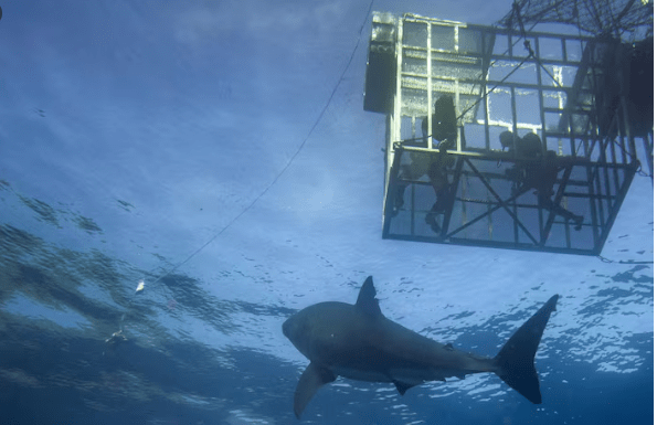 Why Experts Are Warning That Atlantic Bluefin Tuna