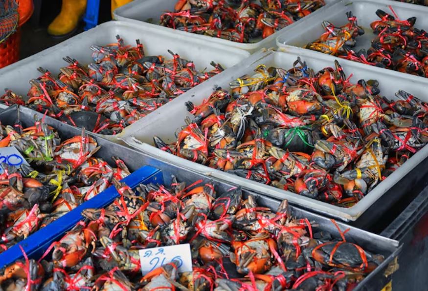 Why America's Toughest Seafood Fraud Case in a Decade Just Ended With a Suspended Sentence and No Fine